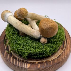 Penis Envy #6 (Freeze Dried)